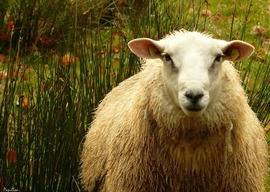 Seriál: Izolace z ovčí vlny - 1. Díl