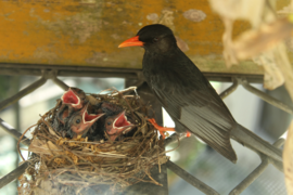 Ptáci klovou do fasády: jak na prevenci a opravu škod