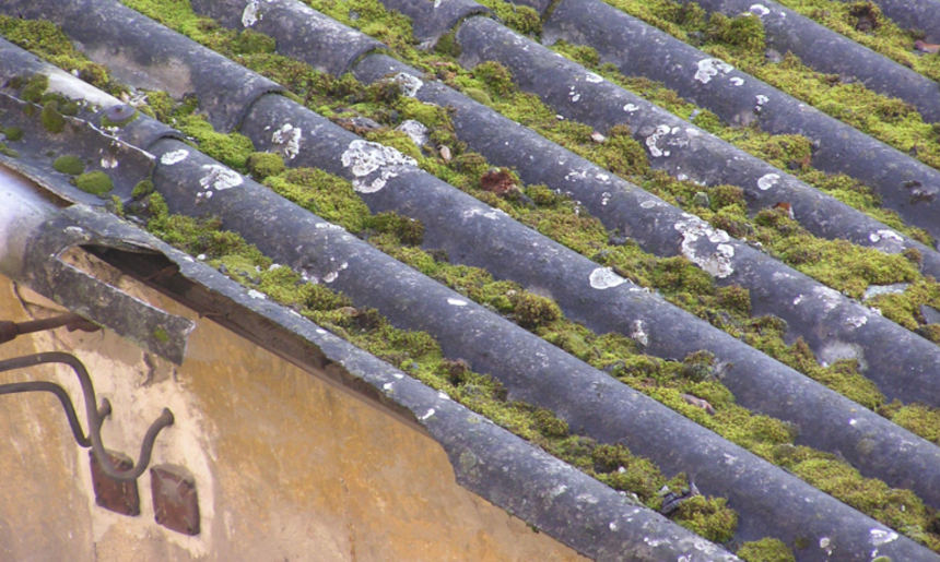 Kontrola mechu a lišejníku na střeše
