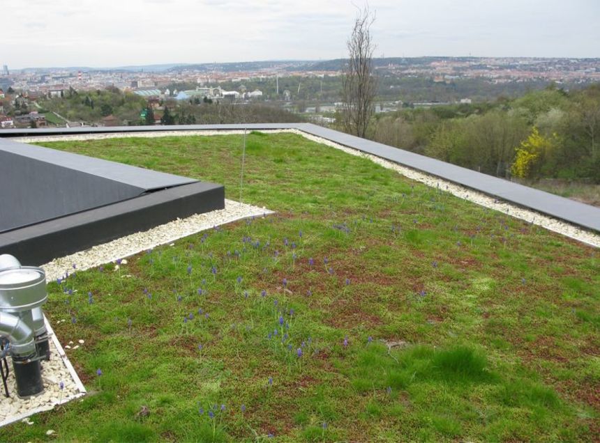 Vegetace zelené střechy
