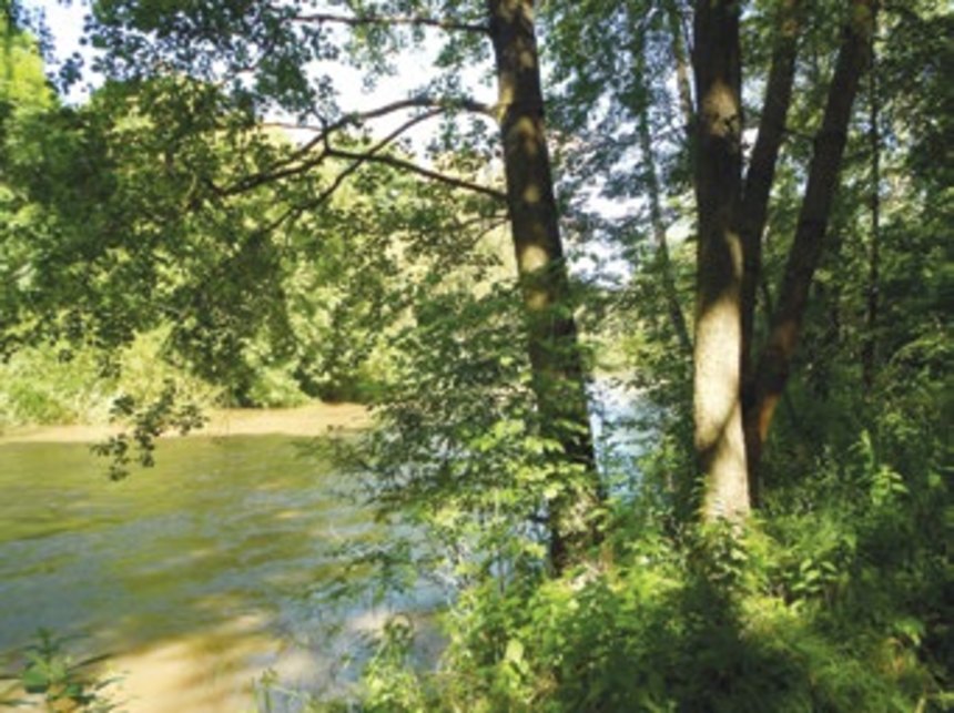 Řeka Morava u Štěpánova, kde se podařilo navrátit část řeky do původního koryta. Voda se může samovolně rozlévat a vsako-vat do okolní krajiny.