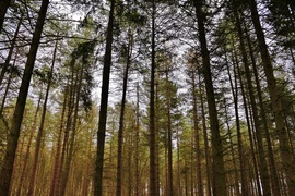  Intenzivní obnova lesů pokračovala i v loňském roce